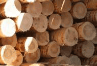 Holz